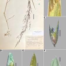 Image result for Agrostis quinqueseta