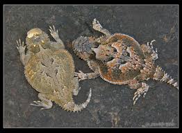 Phrynosoma Platyrhinos Calidiarum Southern Desert Horned Lizard Horned Lizard Lizard Endangered Animals