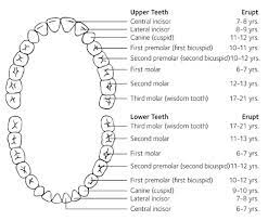 Maybe you would like to learn more about one of these? Wisdom Tooth Development Stages Kits Family Dental