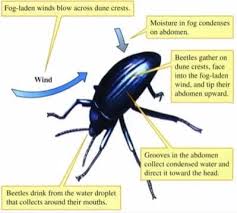 Although it was published early thi (.) the airdrop … Namib Desert Beetle This Amazing Beauty Of Nature Facebook