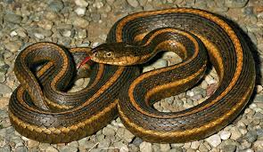 Because garter snakes live in colder temperatures they need to hibernate in winter. Natural History