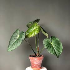 Happy Philodendron Pastazanum Plants Philodendron Cool Plants