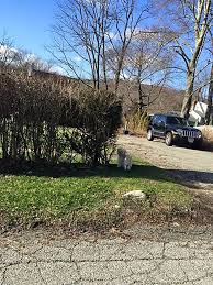 To see animals found by members of the public, please check with veterinarians in the area your pet was lost to see if any injured animals have been turned in. Advisory Issued For Stray Dog Seen In Carmel Putnam Daily Voice