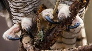 There are breeds of owls who enjoy fishing for a meal of seafood such as yes, owls have eaten cats before and they will again. Should I Worry That My Small Five Pound Dog Might Get Attacked By A Hawk Or Owl All About Birds All About Birds
