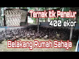 Jawaban tebak gambar semu level lengkap bisa kamu dapatkan disini. Itik Penelur Ternak 400 Ekor Itik Penelur Belakang Rumah Sahaja Reban Itik Abg Rizal Youtube
