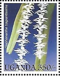 Image result for Diaphananthe