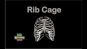 It has a heavily folded grey surface, the pattern of which is different your cerebellum is the second largest part of your brain. Human Body For Kids Rib Cage Song Human Body Systems Youtube