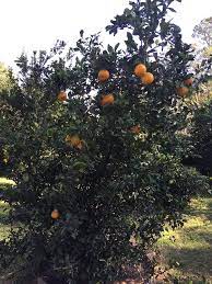 ↑mandarin, ↑mandarin orange tree, ↑citrus… … useful english dictionary. Houston Area Citrus Shows General Fruit Growing Growing Fruit