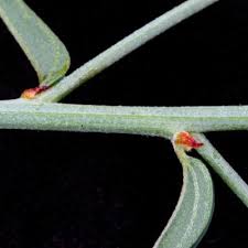 Image result for Helinus spartioides