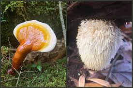 May 20, 2015 · hi, my name is hank shaw. North Central West Virginia Resident Finds Healing For Body Soul In Search For Mountain State Mushrooms