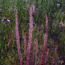 Image result for Secamone filiformis