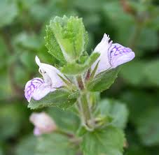Image result for Hygrophila spiciformis