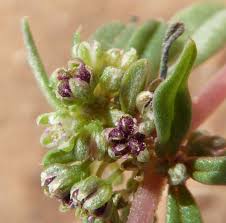 Image result for Gisekiaceae