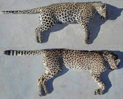 Discover pancakeswap, the leading dex on binance smart chain (bsc) with the best farms in defi and a lottery for cake. Ø§ÙØ±Ø§Ø¹Ù ÙØ¬ÙÙÙ ÙØ²ÙØ±Ø© Pumas Vs Panthers Cabuildingbridges Org