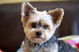 Diy Yorkie Grooming Tips Figo Pet Insurance Yorkie Haircuts Yorkie Yorkie Puppy