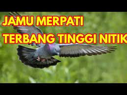 Burung dara ini biasa dikenal juga sebagai. Cara Mengatasi Burung Dara Malas Terbang Blog Burung Dara