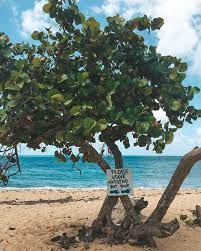 Please Leave Nothing But Your Words Of Wisdom From A Sea Grape Tree Gotostcroix Grape Tree St Croix Tropical Plants