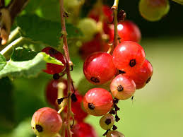 Check spelling or type a new query. Im Sommer Reifen Viele Verschiedene Beerensorten Du Findest Sie In Vielen Garten Und Auf Markten Auch Im Supermarkt Ist Das Angebot Jetzt Gross