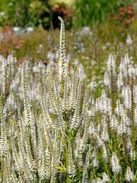 Dort besiedelt die pflanze feuchte wiesen. Kandelaber Ehrenpreis Diana Veronicastrum Virginicum Diana Hauenstein Ag