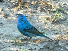 Birds Of Southern Illinois Book Blue Birds In Illinois Blue Bird Birds Bird Watching