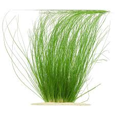 Image result for Eriocaulon