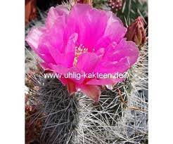 If you're outdoorsy, drawn by the fresh. Opuntia Ursina Cv Violaciflora St George Utah Dw Uhlig Kakteen More Than 5 000 Different Species