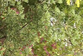Image result for Phyllocladus trichomanoides