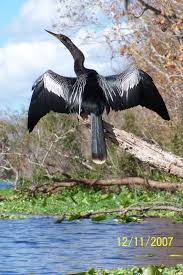 Water Birds Of Central Florida Pin By Chyrele Singletary On Birds Florida Water Animals Yellow Tree