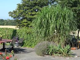 Maybe you would like to learn more about one of these? Baumschule Eggert Blutenstraucher Baumschulen Heckenpflanzen Chinaschilf Aksel Olsen Miscanthus Giganteus Aksel Olsen In Unserem Online Shop Gunstig Bestellen