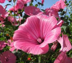 Tree Mallow Pink And White Lavatera Trimestris 150 Seeds Mallow Flower Flowers Flower Seeds