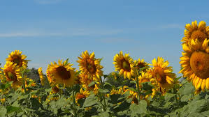 Sunflower Field On Blue Sky Stock Footage Video 100 Royalty Free 4274267 Shutterstock Sunflower wallpaper, pretty wallpaper iphone, aesthetic. sunflower field on blue sky stock footage video 100 royalty free 4274267 shutterstock