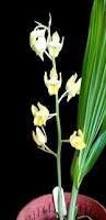 Image result for Eulophia callichroma