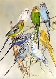 Birds 1972 Encyclopedia Print Goruntuler Ile Kus Resimleri Papaganlar Hayvan