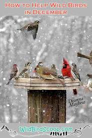 Bird Watching Guide December Is Part Of The 12 Month Series Wild Bird Scoop Wild Birds Wild Birds Unlimited Attract Wild Birds