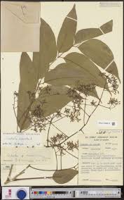 Image result for Microcharis remotiflora
