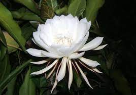 Pin On White Flowers Plants For My Garden
