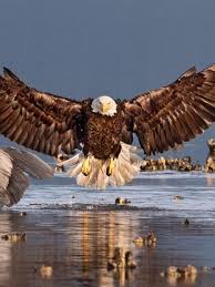 Pogacar was on teuns's heels at the top of the c… 18 Ide Harimau Putih Harimau Putih Binatang Buas Binatang