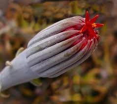 Image result for Kleinia abyssinica