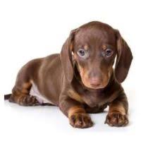 Long and short hair pups available. Dachshund Puppies For Sale By Reputable Breeders Pets4you Com