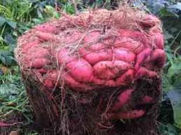 Cut seed potatoes into chunks having at least 2 eyes each. How To Grow A Massive Sweet Potato Harvest With Diy Containers Gardening Channel