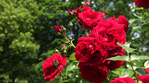 Be one of the first ever to receive this beautiful, unique tree form of an old favorite. Beautiful Red Rose Flower Blooms In Garden With Blurred Trees And Cloudy Sky On Background Handheld Focus Change Shot 4k