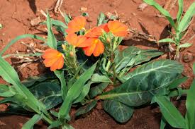 Image result for Crossandra fruticulosa