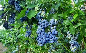 243 likes · 5 talking about this. Cara Menanam Blueberry Yang Benar Penjaga Rumah