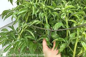 How do i know if i'm overwatering my houseplants? Peonies Care Guide How To Grow Peony Plants Get Busy Gardening