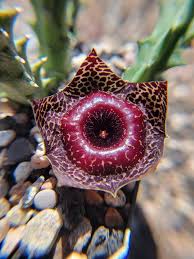Image result for Huernia erectiloba