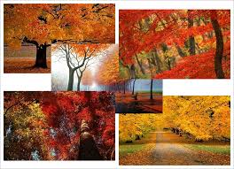 We did not find results for: Free Download Brighten Up Your Desktop With The Autumn Theme For Windows 7 650x470 For Your Desktop Mobile Tablet Explore 73 Fall Themed Backgrounds Fall Themed Wallpaper Fall Themed