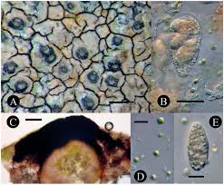 Verrucaria calciseda dc., in lamarck & de candolle 1805. The First European Willeya Verrucariaceae On Limestone Brought From China