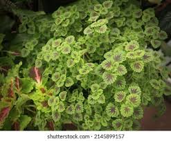 Image result for Coleus rhodesianum