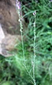 Image result for Polygala hottentotta