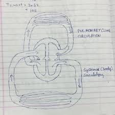 Flowchart Of Double Circulation Of Human Heart Brainly In